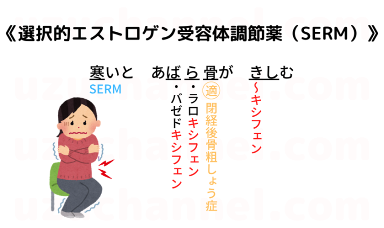 【ゴロ】選択的エストロゲン受容体調節薬(SERM) ゴロナビ〜薬剤師国家試験に勝つ〜