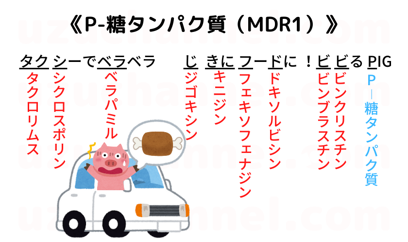 ゴロ P 糖タンパク質 Mdr1 ゴロナビ 薬剤師国家試験に勝つ